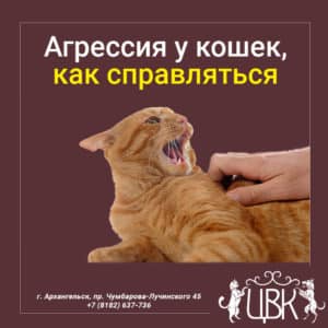 Агрессия у кошек как справляться
