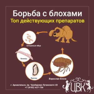 Борьба с блохами топ действующих препаратов