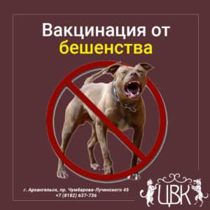 Вакцинация от бешенства – основа профилактики заболевания