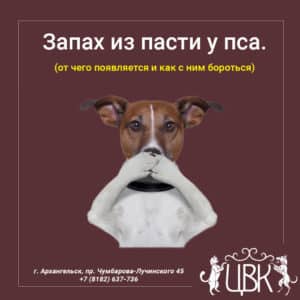 Запах из пасти у пса от чего появляется и как с ним бороться