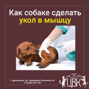 Как собаке сделать укол в мышцу