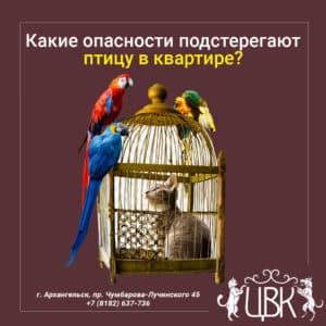 Какие опасности подстерегают птицу в квартире