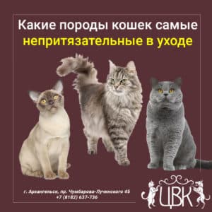 post/какие-породы-кошек-самые-непритязательные-в-уходе