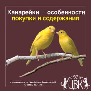 Канарейки особенности покупки и содержания