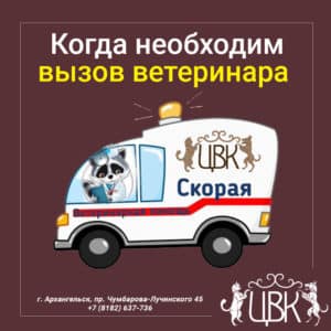 Когда вызов ветеринара необходим