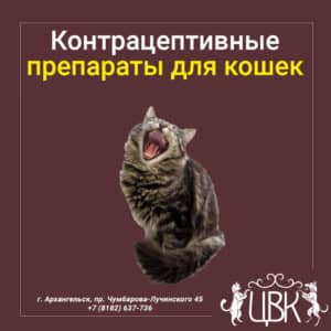 Контрацептивные препараты для кошек