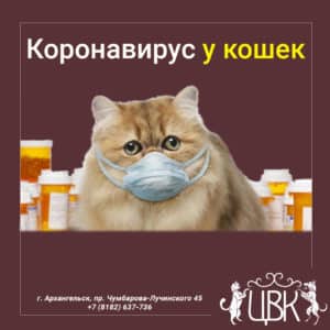 Корона вирус у кошек