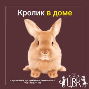 Кролик в доме о чем следует знать хозяевам