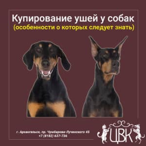 Купирование ушей у собак особенности о которых следует знать