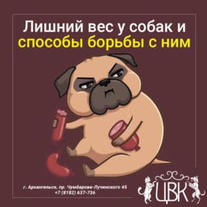 Лишний вес у собак и способы борьбы с ним