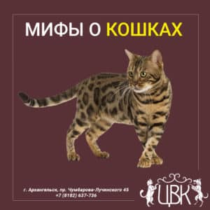 МИФЫ О КОШКАХ