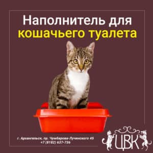 Наполнитель для кошачьего туалета — какой лучше