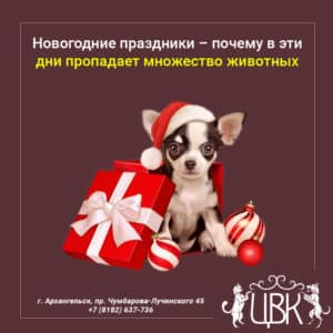 Новогодние праздники – почему в этот день пропадает множество животных