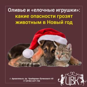 Оливье и «елочные игрушки какие опасности грозят животным в Новый год