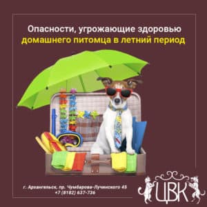 Опасности, угрожающие здоровью домашнего питомца в летний период