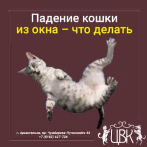 Падение кошки из окна – что делать
