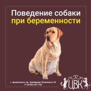 Поведение собаки при беременности