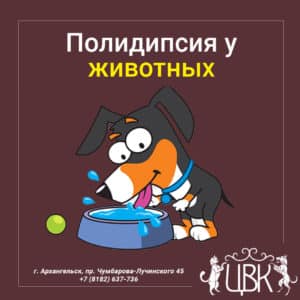 Полидипсия у животных