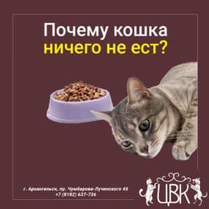 Почему кошка ничего не ест. Опасный симптом