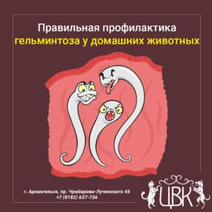Правильная профилактика гельминтоза у домашних животных