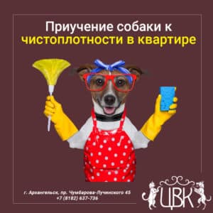 Приучение собаки к чистоплотности в квартире