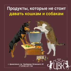 Продукты, которые не стоит давать кошкам и собакам