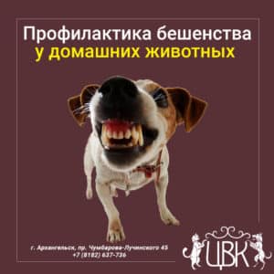 Профилактика бешенства у домашних животных