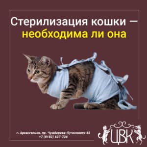 Стерилизация кошки необходима ли она