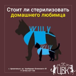 Стоит ли стерилизовать домашнего любимца