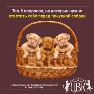 Топ-6 вопросов, на которые нужно ответить себе перед покупкой собаки