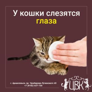 У кошки слезятся глаза