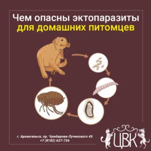 Чем опасны эктопаразиты для домашних питомцев