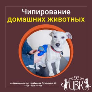 Чипирование домашних животных