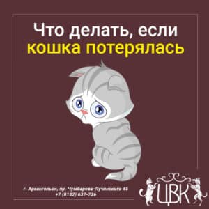 Что делать, если кошка потерялась