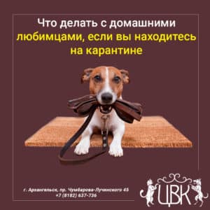 Что делать с домашними любимцами, если вы находитесь на карантине по короновирусу
