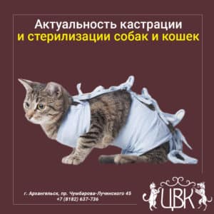 актуальность кастрации и стерилизации собак и кошек
