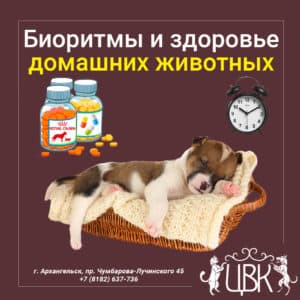биоритмы и здоровье домашних животных