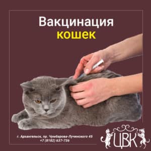 вакцинация кошек