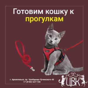 готовим кошку к прогулкам