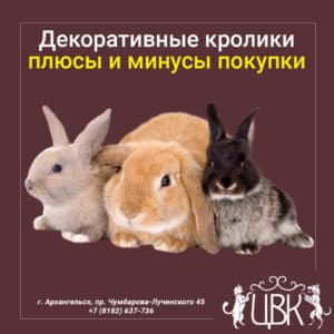 декоративные кролики плюсы и минусы