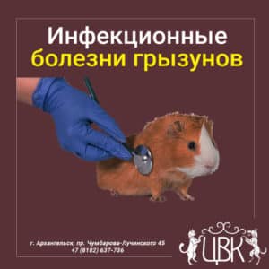 инфекционные болезни у грызунов