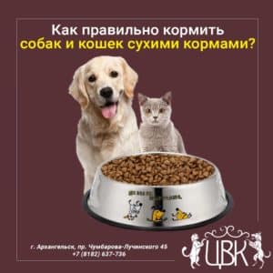 как правильно кормить собак и кошек сухими кормами