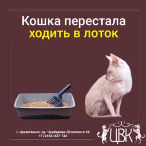 кошка перестала ход в лоток