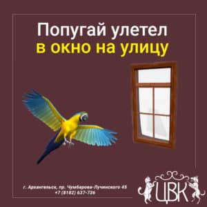 попугай улетел в окно