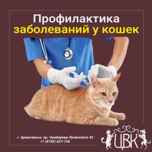 профилактика заболеваний у кошек